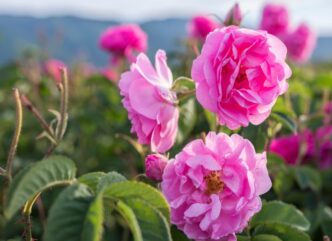 Fleur d'Alep ou de damas en Syrie © image